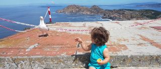 Robos y ataques de gaviotas en las islas Cíes: ¿cómo evitarlos?