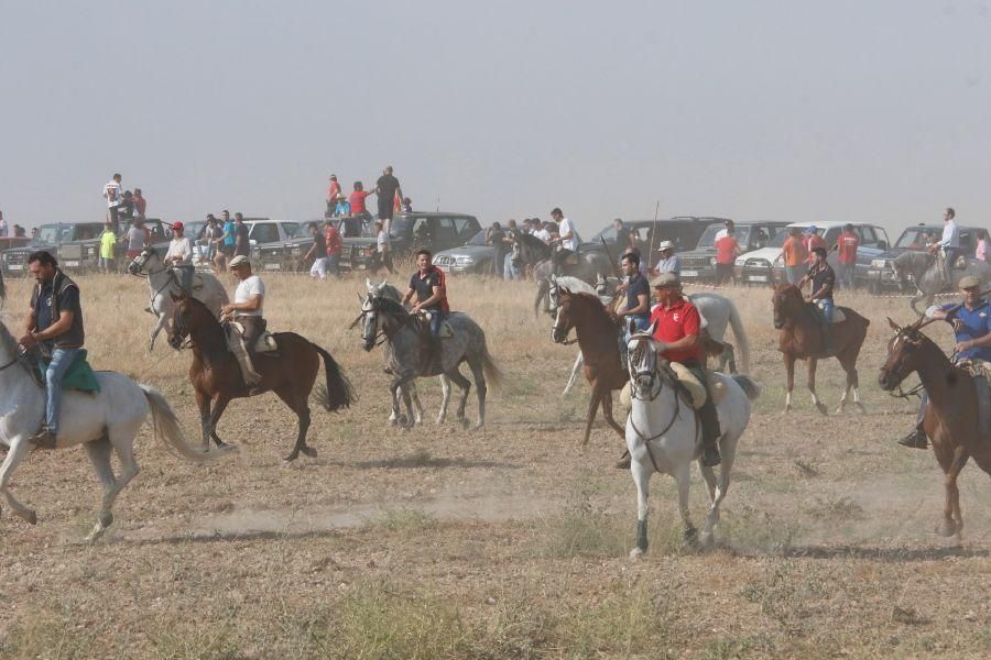 Fiestas en Zamora: Encierro en Villalpando