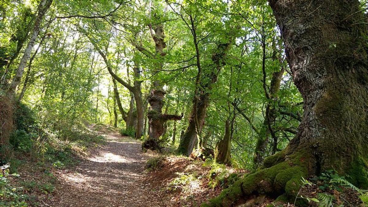 Este bosque centenario también es el escenario de una de las novelas más reputadas de la literatura española del siglo XIX.