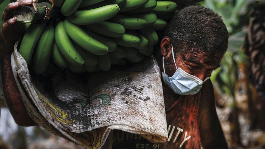 Los plátanos recogidos durante la erupción de La Palma no suponen peligro para el consumo