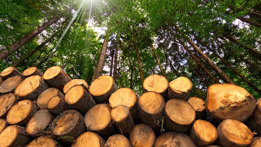 Los residuos forestales y agrícolas, fuente de riqueza