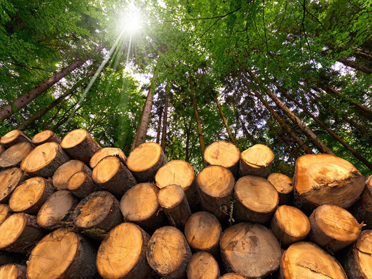 Los residuos forestales y agrícolas, fuente de riqueza