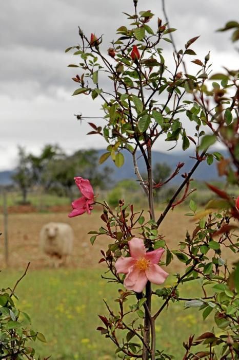 In ihrem Garten bei Sencelles züchtet Heide Göbel wilde Kräuter, Gemüse sowie Zierpflanzen mit Blüten, die nicht nur essbar sind, sondern richtig gut schmecken.