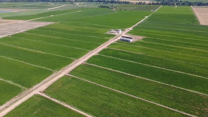 El sector arrocero extremeño está al límite: «Se avecina una catástrofe»