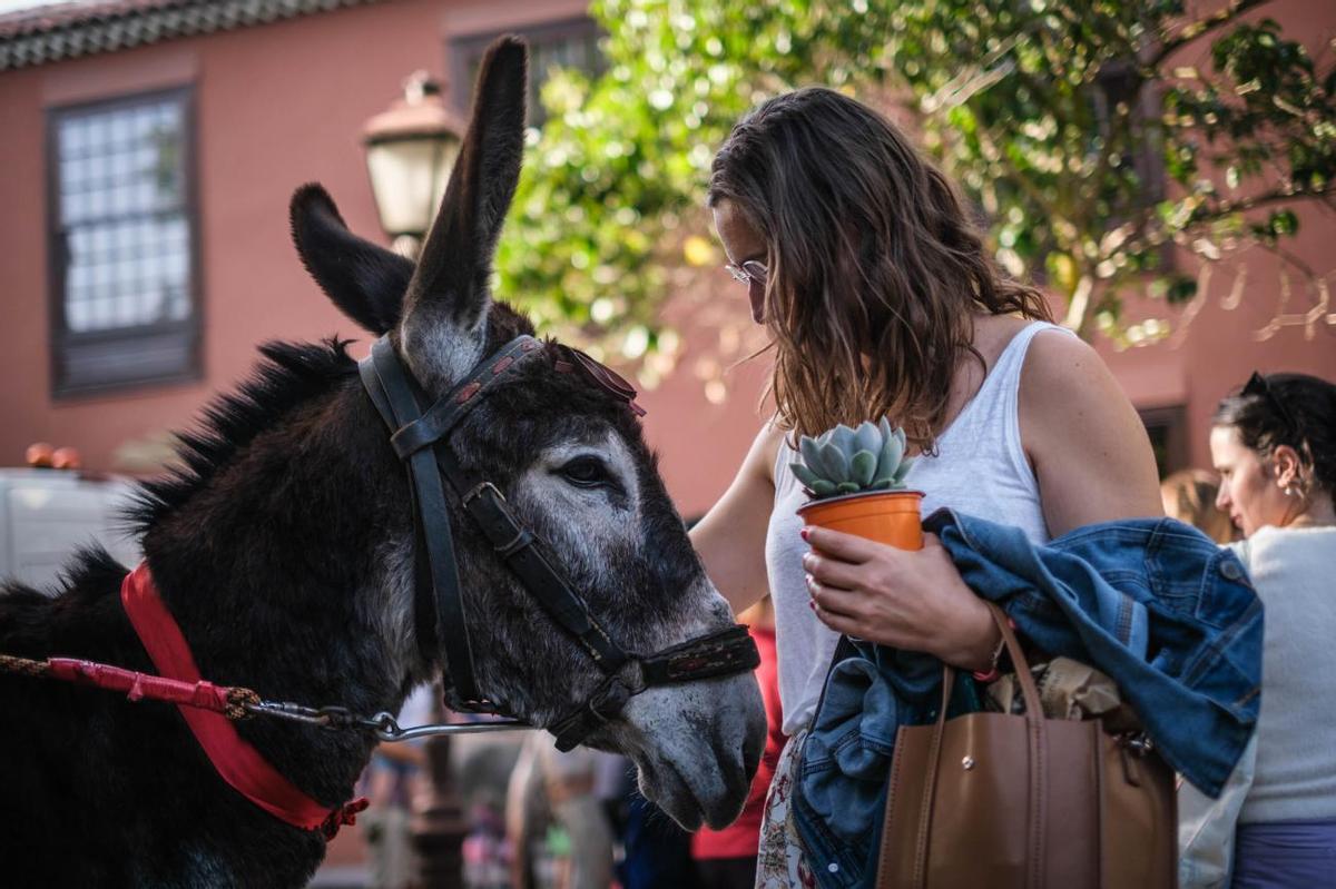 Noche de los Burros en La Laguna, julio de 2022 Noche de los Burros en La Laguna, julio de 2022