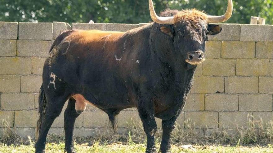 &quot;Principe&quot;, de 630 kilogramos, Toro de la Vega de Tordesillas del 2017.