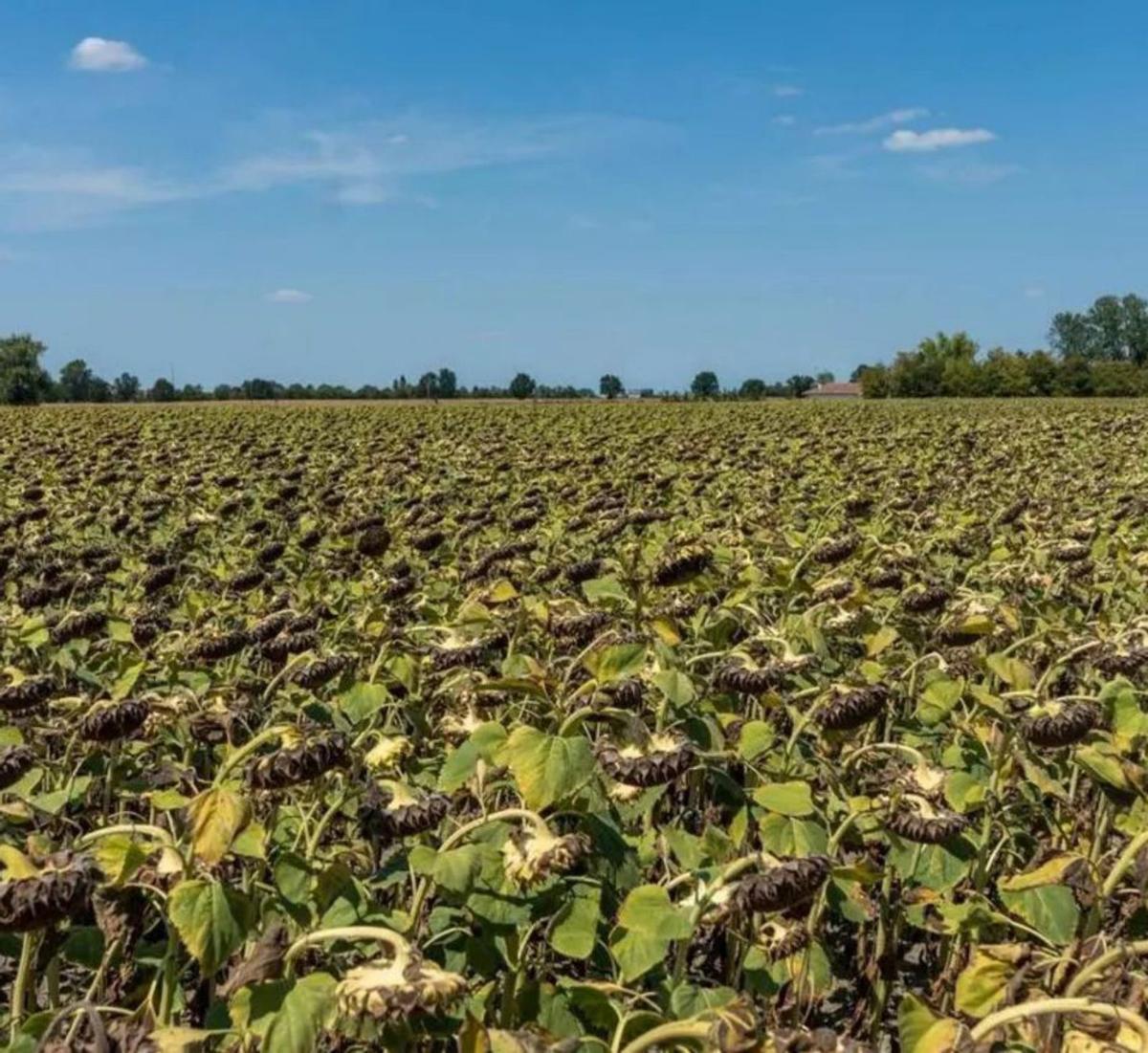 Contraban d’aigua a Sicília