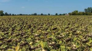 Contraban d’aigua a Sicília