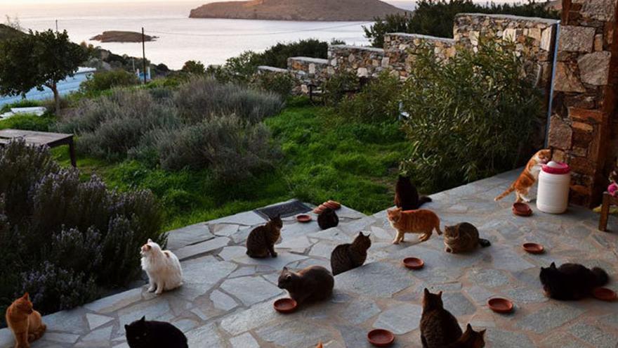 Un grupo de gatos en el santuario de la isla griega de Siros.