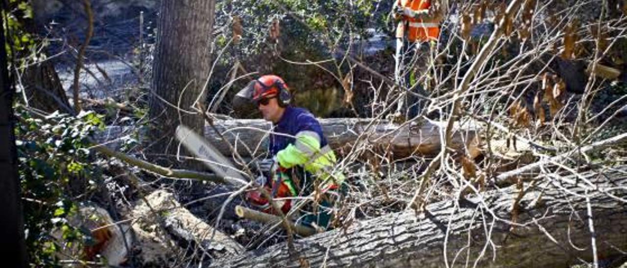 Poda intensiva en el Preventorio para evitar incendios forestales y percances en caso de nevadas