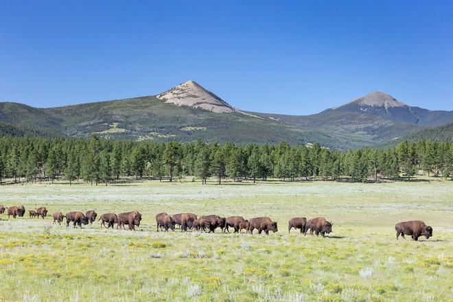Vermejo Beyond Green experiencia con bisontes