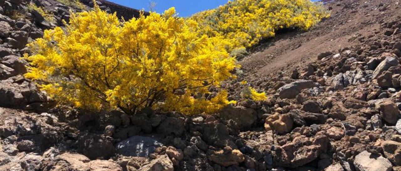 ‘Genista benehoavensis’.