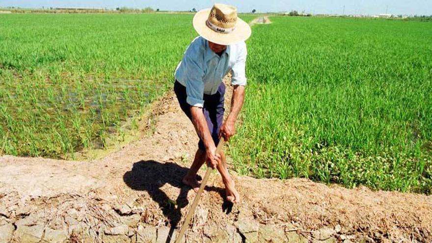 Extremadura es la segunda región en producción de arroz