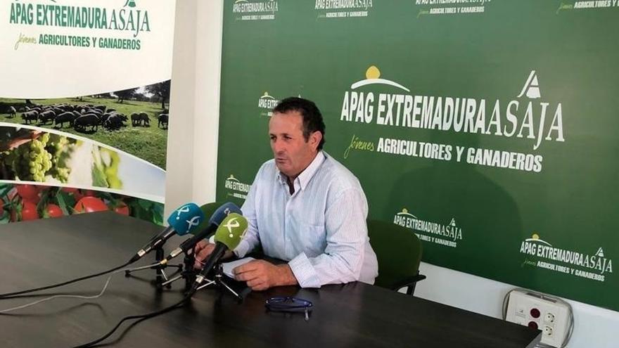 Apag prevé la menor campaña de aceituna de los últimos 10 años