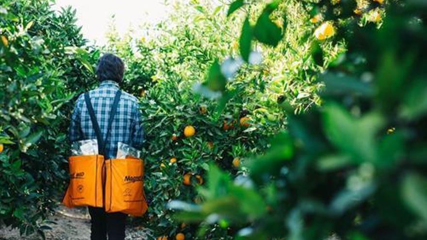 Una empresa desarrolla un &quot;imán&quot; para prevenir la mosca mediterránea de la fruta