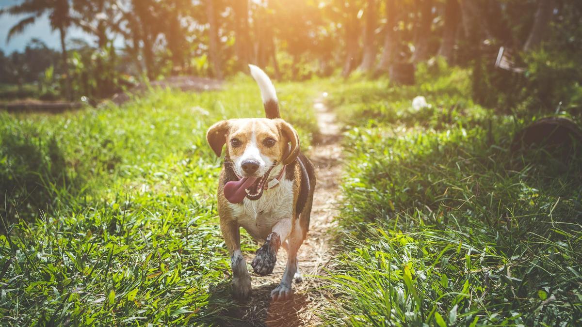 Los beagle son una raza muy activa y enérgica.