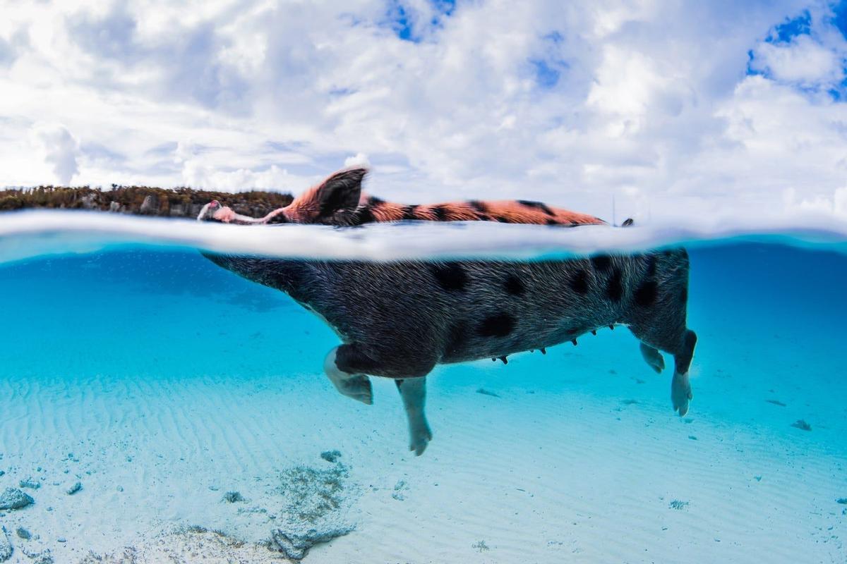 Pig Island, Bahamas