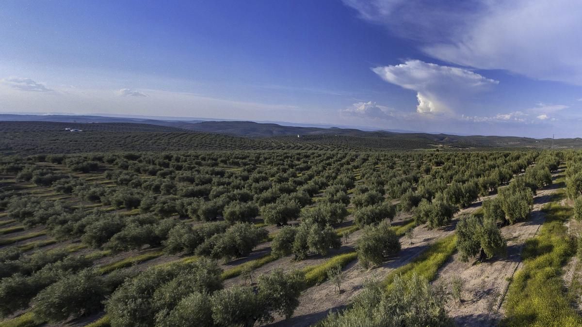 Olivar.