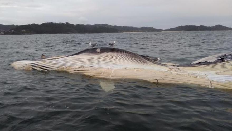 Aparecen los restos de una ballena en la ría de Pontevedra