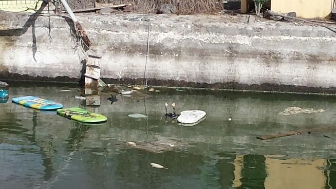 Aparecen tres patos muertos en un estanque de la trasera del Ayuntamiento de Telde