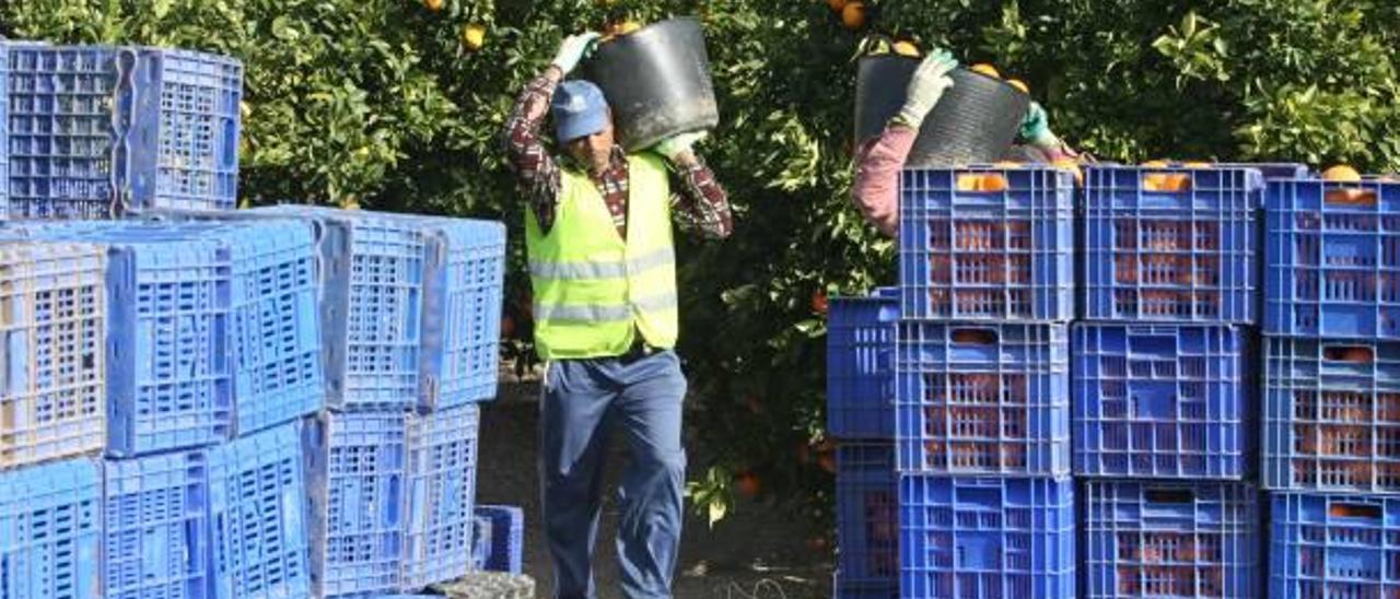 El campo se encomienda al olivo y el caqui para paliar la merma del 30 % de la cosecha citrícola