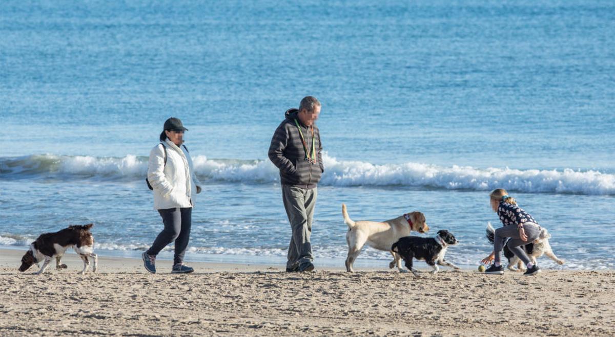 La playa de San Juan, un váter canino