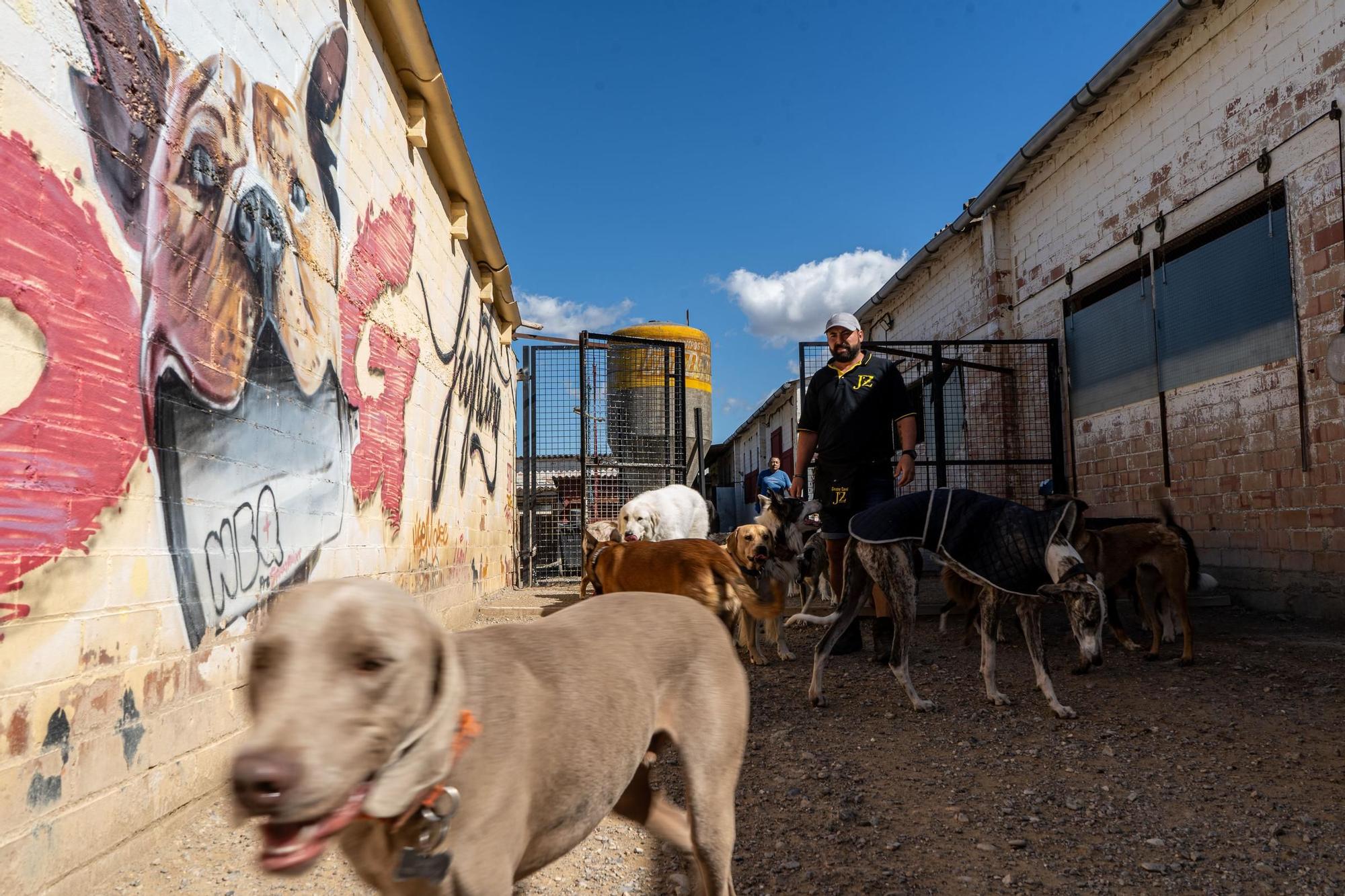 Residències canines: Centre Caní Jonatan Zafra, a Sant Fruitós de Bages