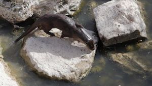 Una nutria bajo el Puente Romano de Córdoba, en el río Guadalquivir, donde estos animales son observados desde hace al menos veinte años, aunque no siempre están a la vista