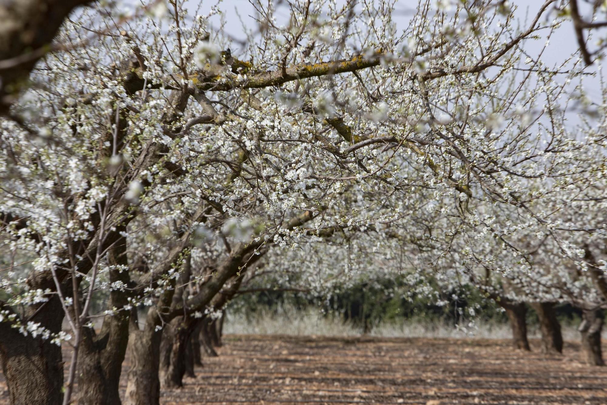 Los almendros en flor ya alegran los paisajes valencianos