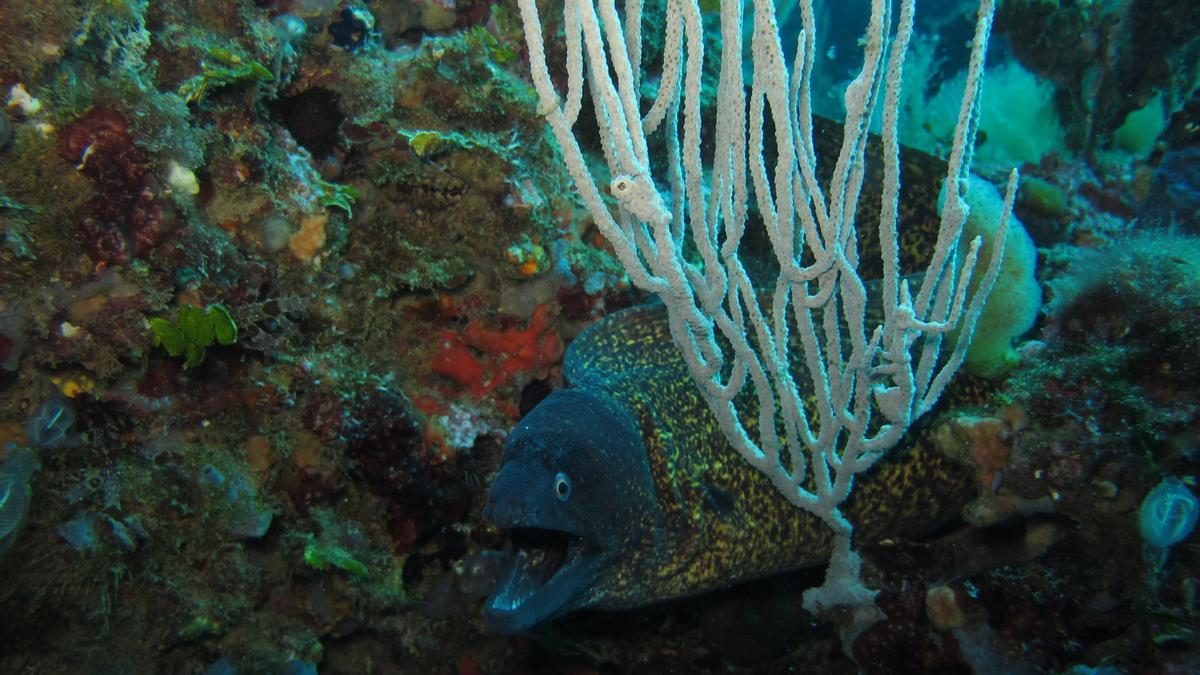 La posidonia y otras plantas marinas están en peligro, según los expertos