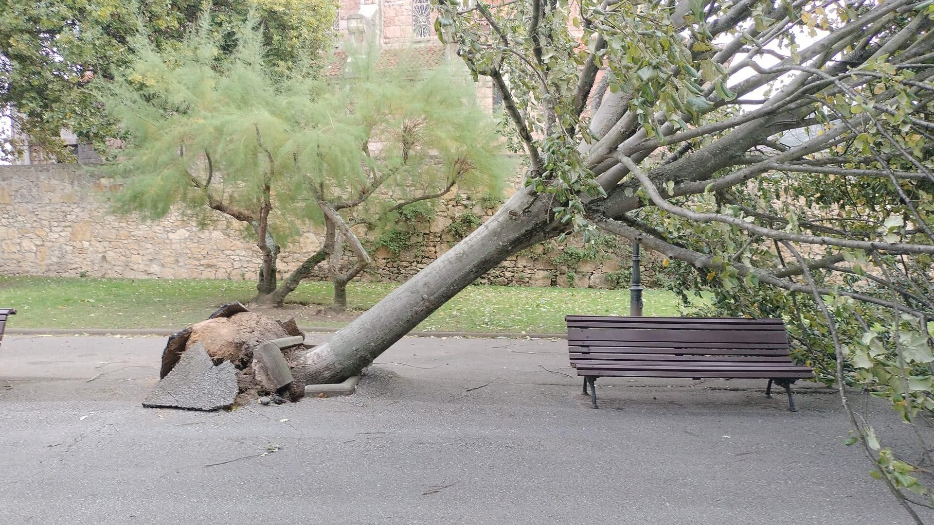 Los efectos del temporal en Oviedo