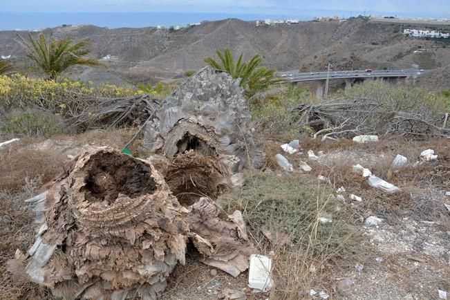 PALMERAL ENFERMO EN EL LAZO Y EL FONDILLO