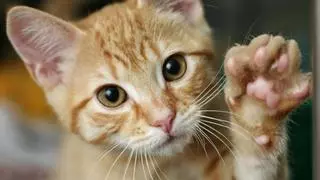 ¿Por qué amasan los gatos? Más que un gesto cariñoso