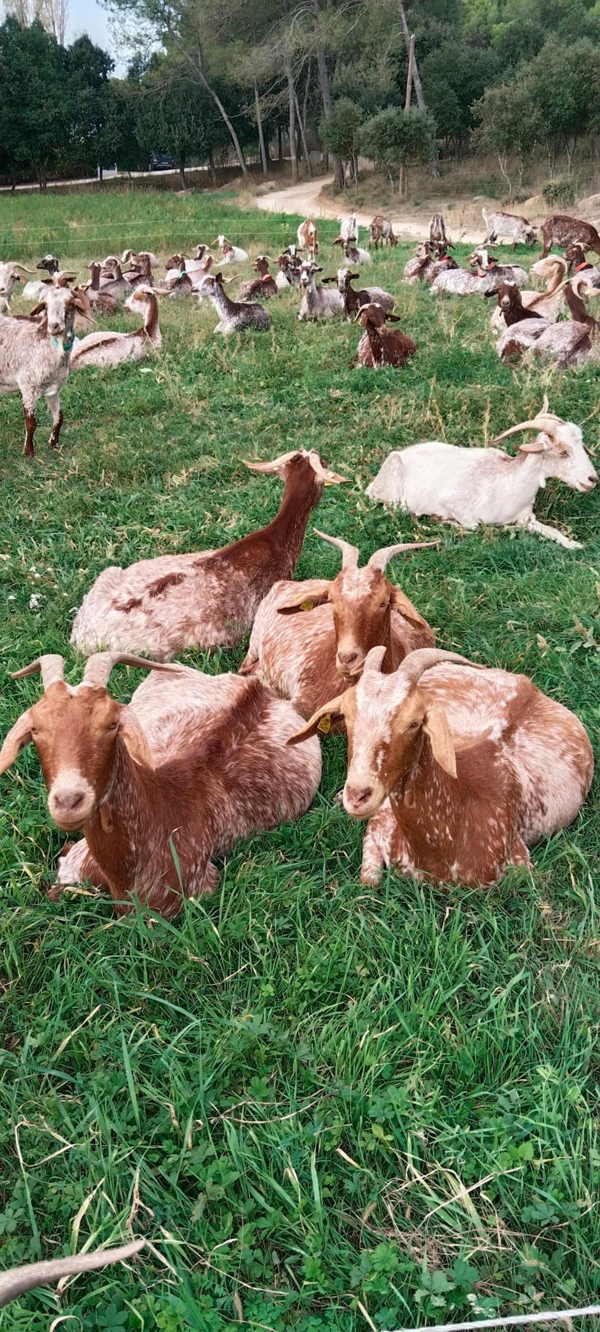 Cabres de Pasturabosc.