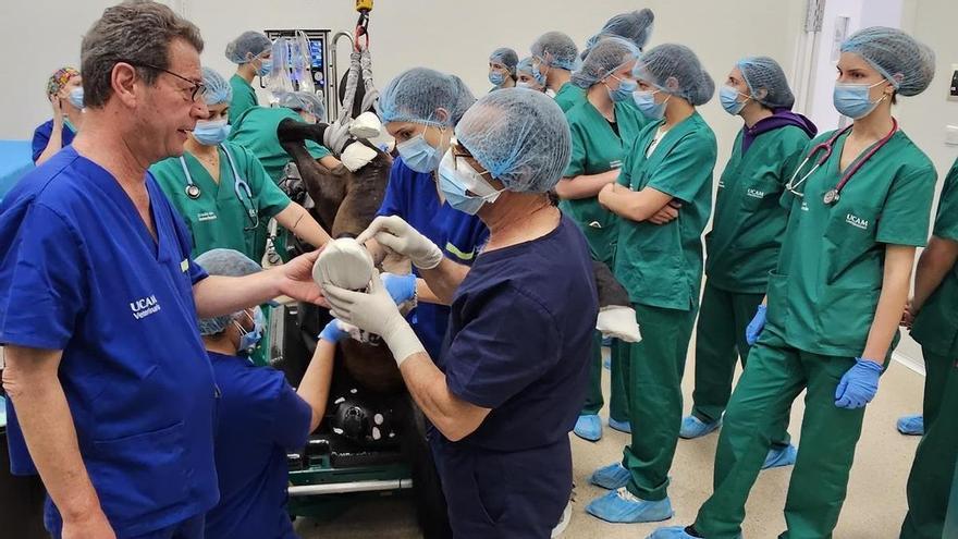Del establo al quirófano: los caballos entran en el nuevo Hospital Veterinario de la UCAM