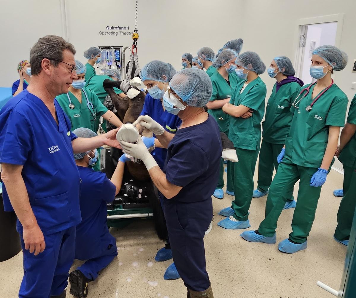 Miguel Valdés ha dirigido varias operaciones complejas a caballos en el nuevo Hospital Veterinario de la UCAM