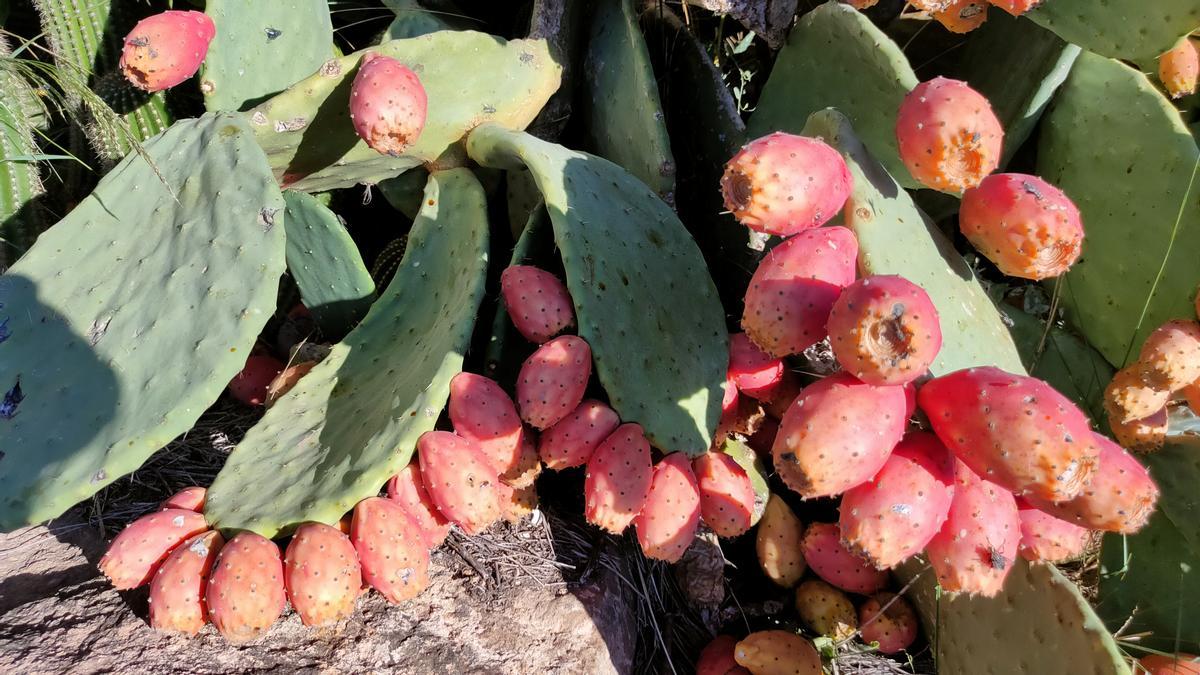 Figues de moro, a Cardona