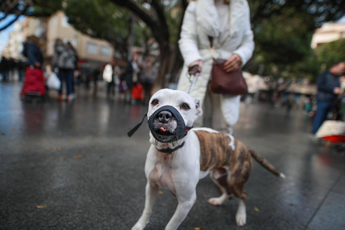 Las mejores imágenes de la bendición de animales de San Antón en Amoradí 2026 están aquí