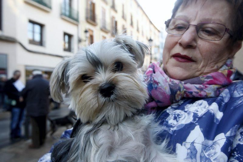 Celebración de San Antón, bendición de los animales