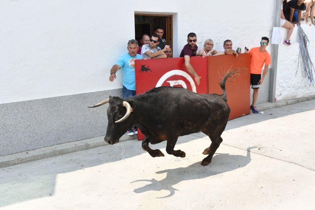 Fotogalería / Encierro de las vacas de El Viso