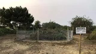 El calor ya no solo propaga plagas entre los conejos: puede llegar a matarlos por estrés térmico