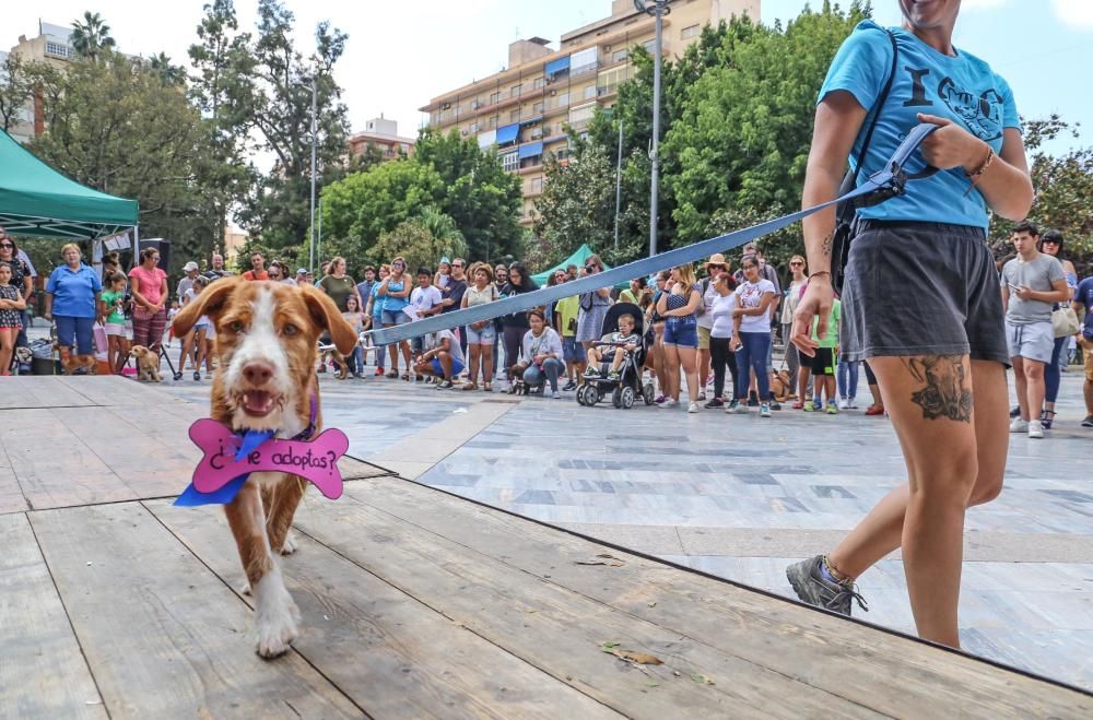 Jornada contra el maltrato animal en Orihuela