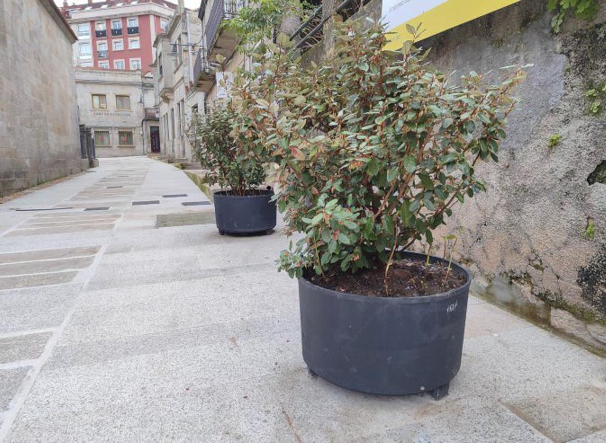 Papelera y jardineras con arbustos. |  S.Álvarez