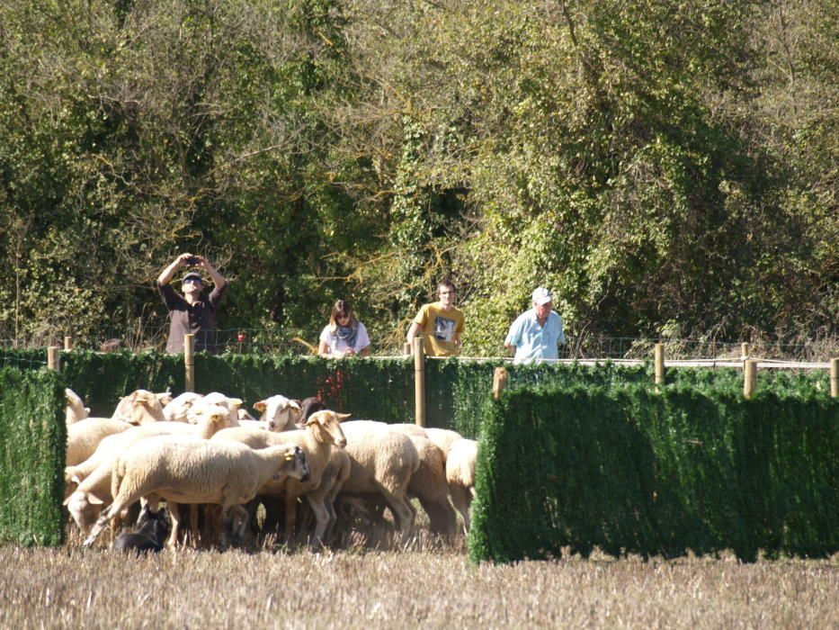 Concurs de Gossos d'Atura de Castellterçol