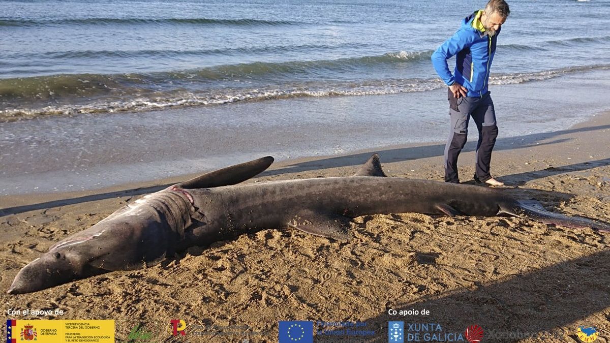 Tiburón peregrino varado en Oleiros.