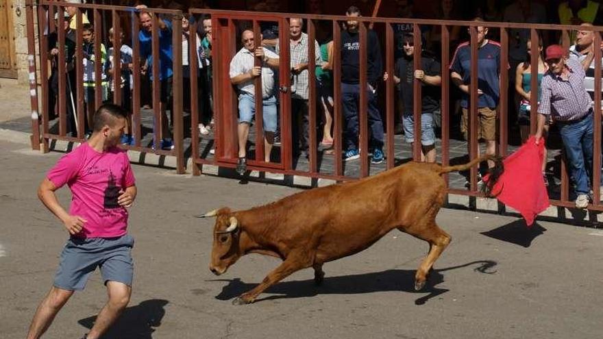 Un mozo recorta una vaquilla en los encierros de Alcañices.