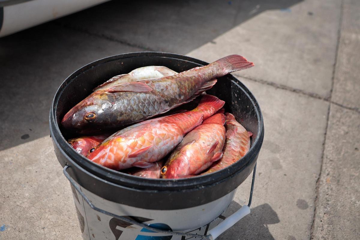 Cubo recien pescado de viejas coloradas
