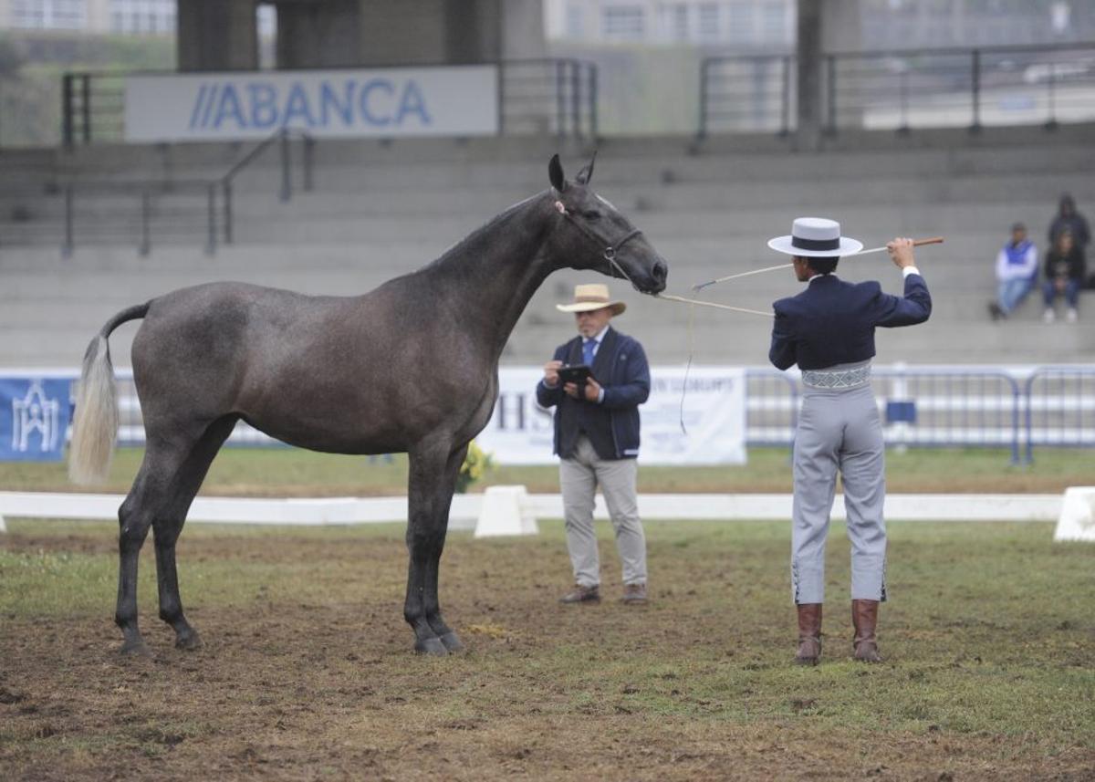 Una prueba del certamen Equina en Silleda. | BERNABÉ/JAVIER LALÍN