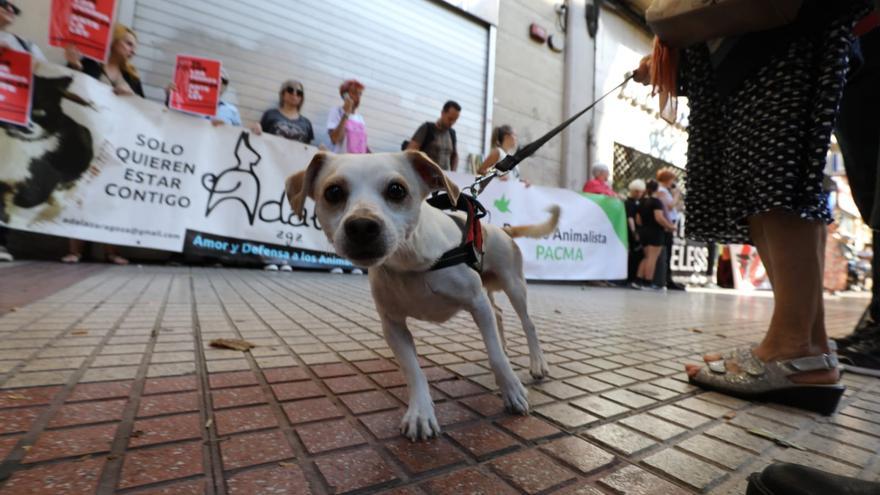 Pacma protesta a las puertas del PSOE por su enmienda a la ley de bienestar animal