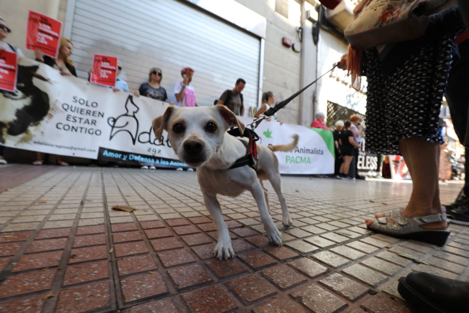 Protesta animalista ante la sede del PSOE en Zaragoza